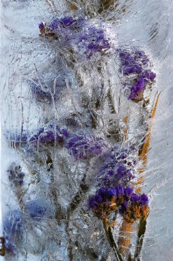 Buzun içinde donmuş çiçek