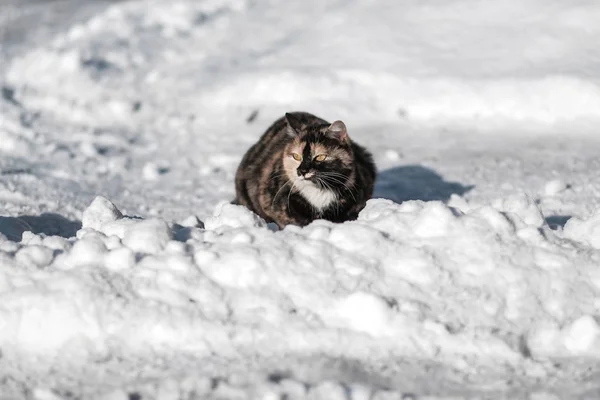 Дикая кошка в снегу — стоковое фото