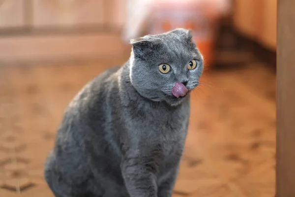 Porträt einer schottischen Faltenkatze — Stockfoto