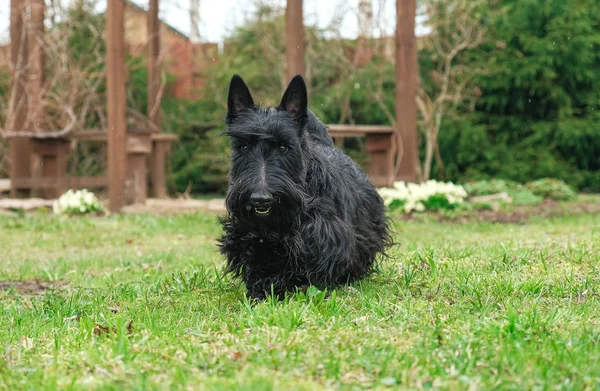 Perro travieso divertido —  Fotos de Stock