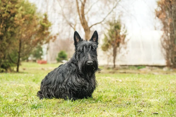 Funny naughty dog — Stock Photo, Image