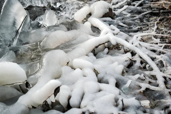 凍った葉や木の枝が氷を照らし — ストック写真