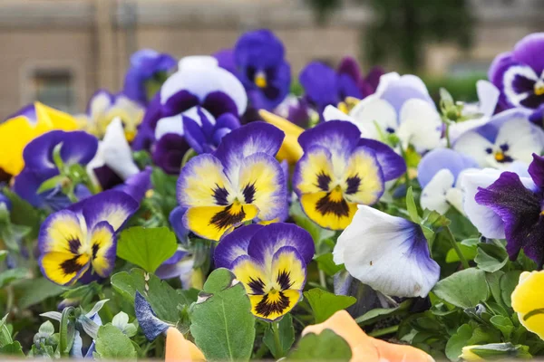 Flores viola con caras malvadas en ellos —  Fotos de Stock