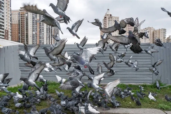 Flock duvor tog fart på nära håll — Stockfoto