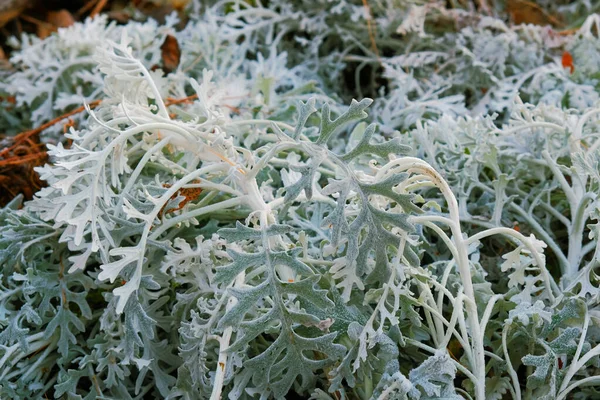 Le foglie congelate e il ghiaccio scintillante di rami di albero — Foto Stock