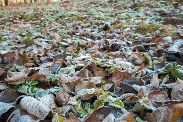 Las hojas congeladas y las ramas de los árboles hielo espumoso — Foto de Stock