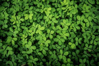 Vintage tarzı yeşil taze. Taze yeşil yapraklarda yağmur damlaları. Yaprakları ile yeşil arka plan.