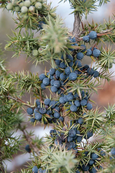 Wild juniper berries — Stock Photo, Image