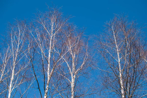 Pohon Birch dengan langit biru dalam di latar belakang — Stok Foto