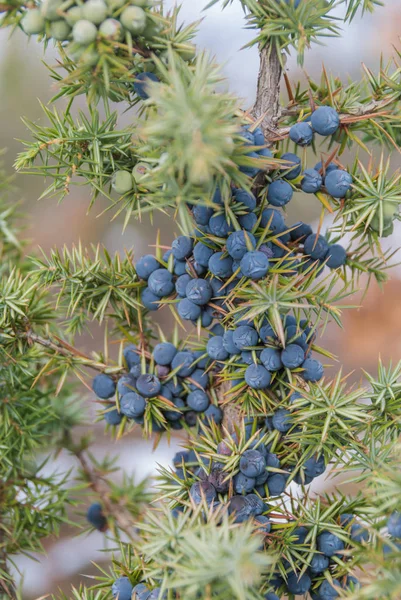 Wild juniper blue berry close up — Stok Foto