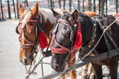 Birlikte, ayakta iki at kapatmak dikey