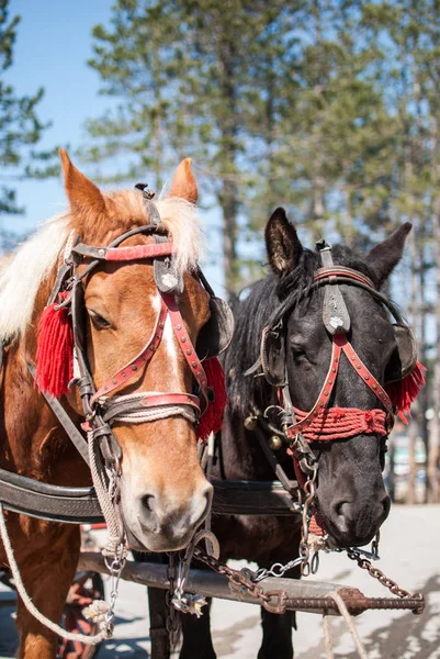 Dois cavalos de pé juntos, close up retrato — Fotografia de Stock