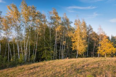 Huş ağaçları orman kenarında