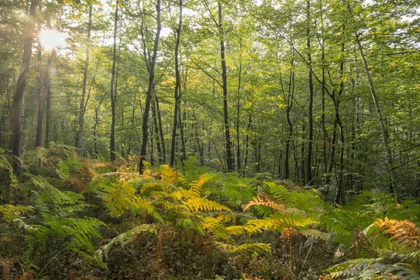 Clearing in the middle of the forest in autumn