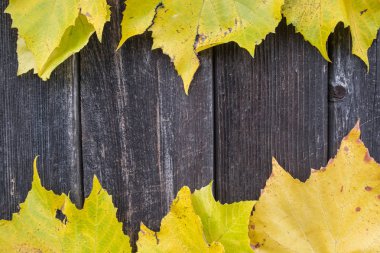 Sarı sonbahar üzüm asma yaprağı