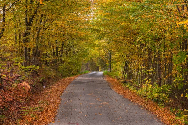 Arbres d'automne entourant la route de campagne — Photo