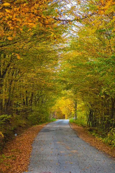 Arbres d'automne entourant la route de campagne — Photo