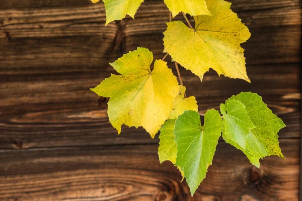Kayu lapuk dengan latar belakang daun musim gugur — Stok Foto