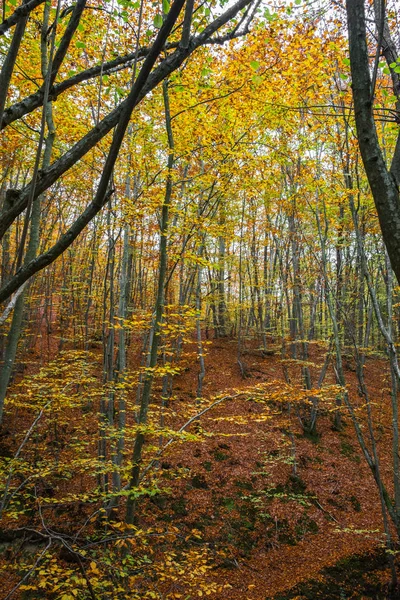 Forêt de hêtres à flanc de colline en automne — Photo