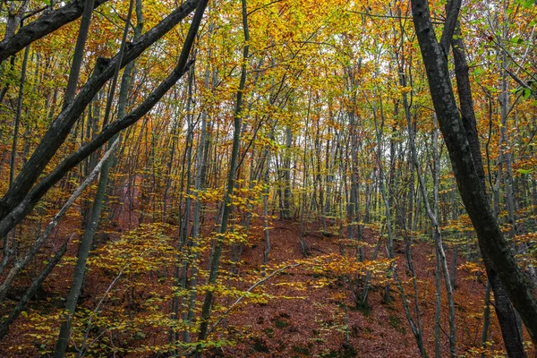 Hillside beech forest in autumn — Stock Photo, Image