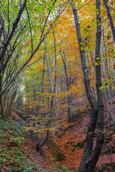 Wald mit Herbstblättern — Stockfoto