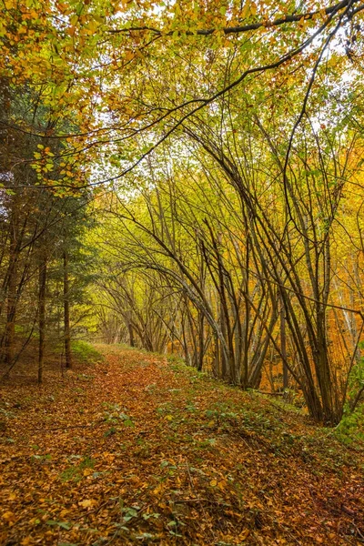 Fußweg durch den Wald — Stockfoto