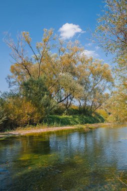 Sonbahar yaprakları ile kaplı orman 