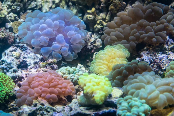 Diverse Kleurrijke Zeeanemonen Organismen Gekoppeld Aan Zee Rotsen — Stockfoto