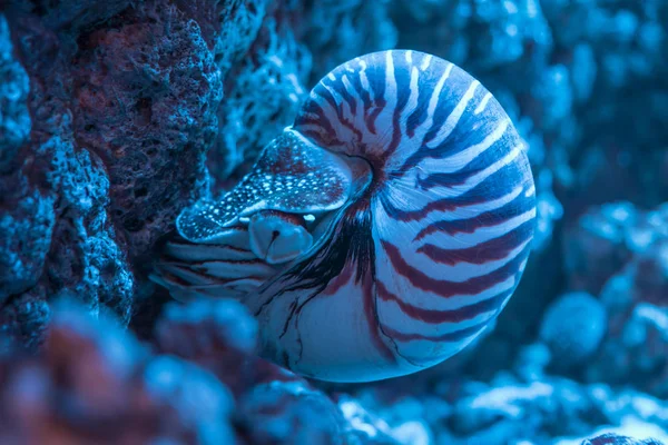 Nautilus kabuğu closeup kayalara bağlı