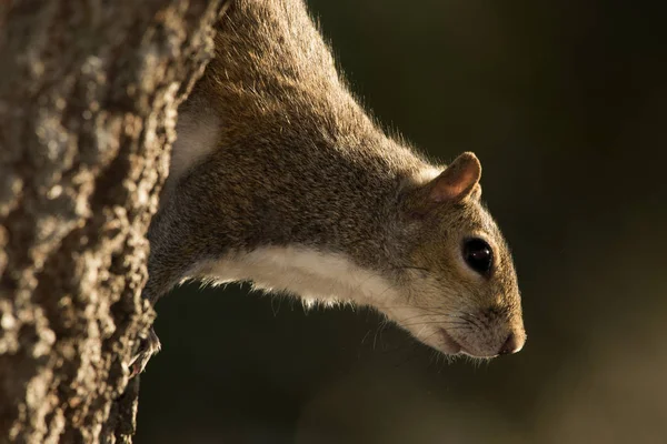 Eichhörnchen Side Portrait Profil — Stockfoto