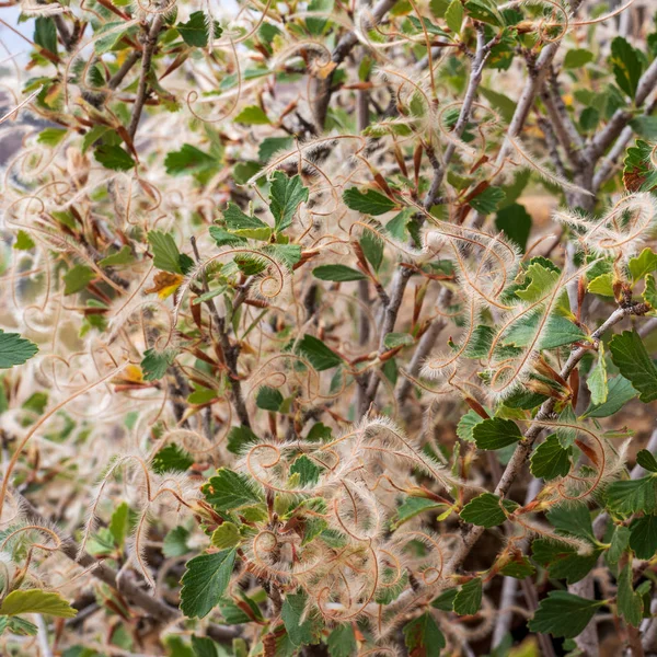 Mountain mahogany - Cercocarpus montanus — Stock Photo, Image