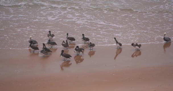 Медленное Движение Клипа Коричневых Пеликанов Стоящих Пляже Облачный Зимний День — стоковое видео