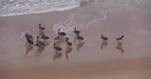 Klip Brown Pelicans Stojící Pláži Zamračený Zimní Den Klidnými Vlnami — Stock video