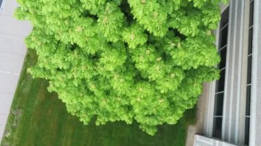 Baharın sonlarında, bir ofis binasının yakınındaki ağaçların üzerinden alçak geçiş yapan parlak yeşil bir klip.. 