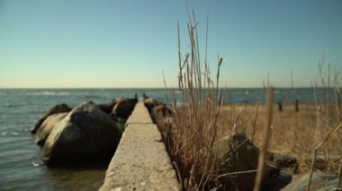Yavaş çekimde ileri it, alan derinliği sığ, deniz duvarına yakın odaklanma ve Long Island Sound arka planının bulanık olduğu sazlıklar.