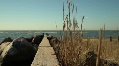 Yavaş çekimde ileri it, alan derinliği sığ, deniz duvarına yakın odaklanma ve Long Island Sound arka planının bulanık olduğu sazlıklar.