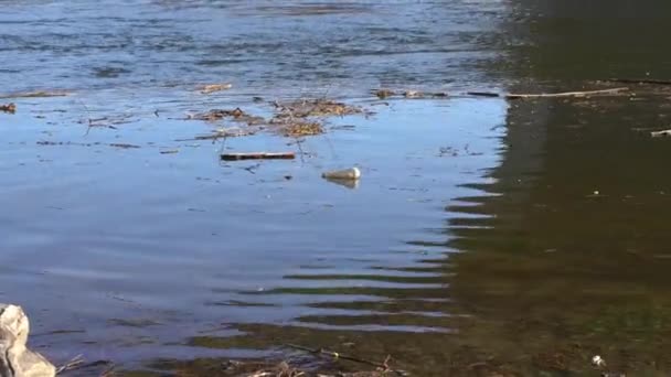 Lebegő természetes és ember okozta törmelék az elárasztott folyóban Connecticutban — Stock videók