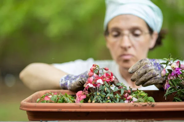 Mujer blanca plantando flores usando guantes de jardinería —  Fotos de Stock
