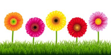 Gerber'ler ve çim kenarlık