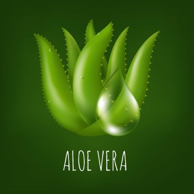 yeşil aloe vera bitkisi