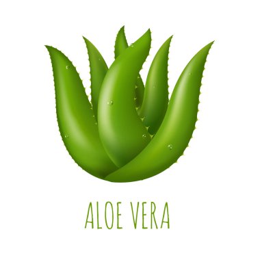 yeşil aloe vera bitkisi
