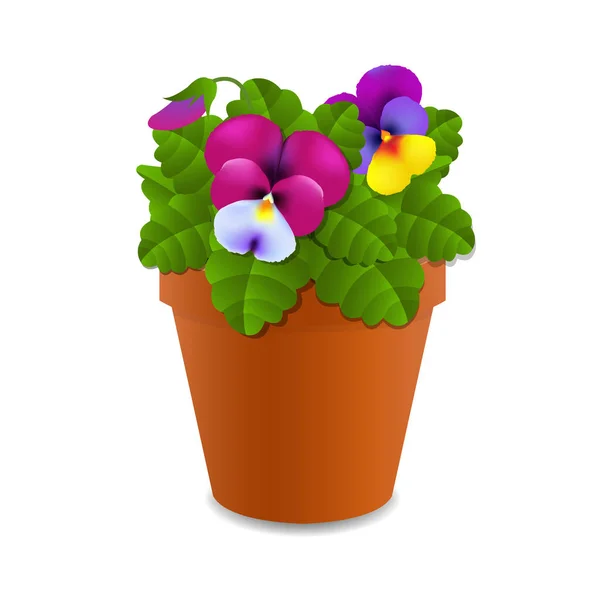 Pote de terracota com flores de Pansy — Vetor de Stock