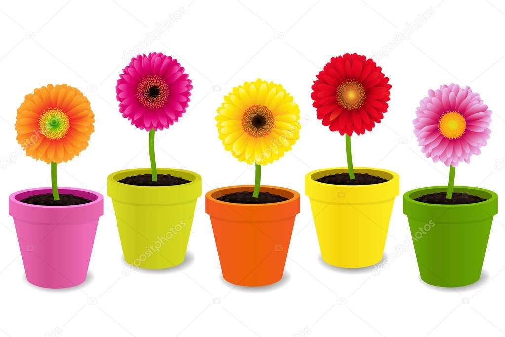 Collection of Flowers In Pots 