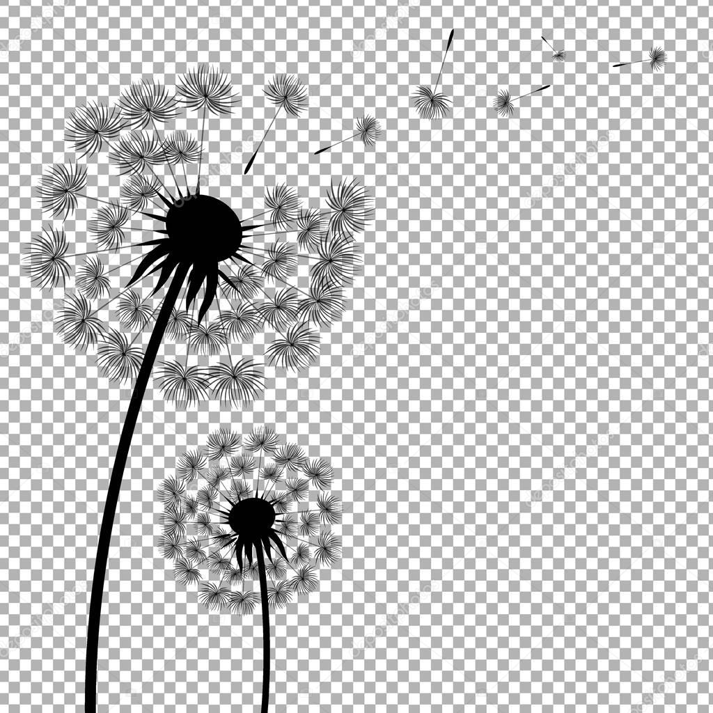 Silhouettes of beautiful Dandelion flowers 