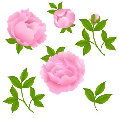 Güzel pembe şakayık çiçekleri 