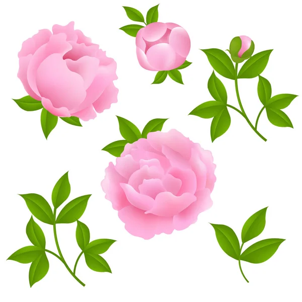 Hermosas flores de peonía rosa — Archivo Imágenes Vectoriales
