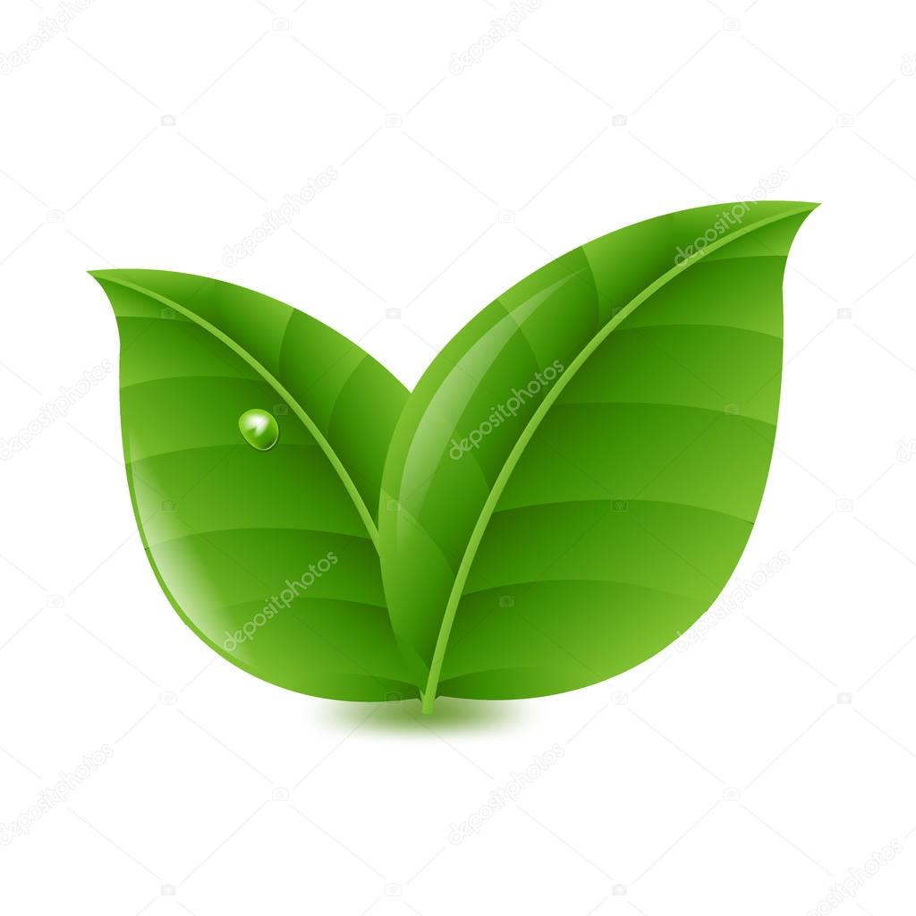 two Green Leaves