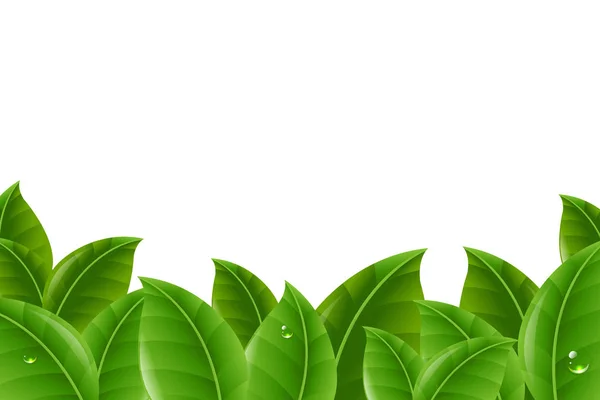 Gränsen för gröna blad — Stock vektor