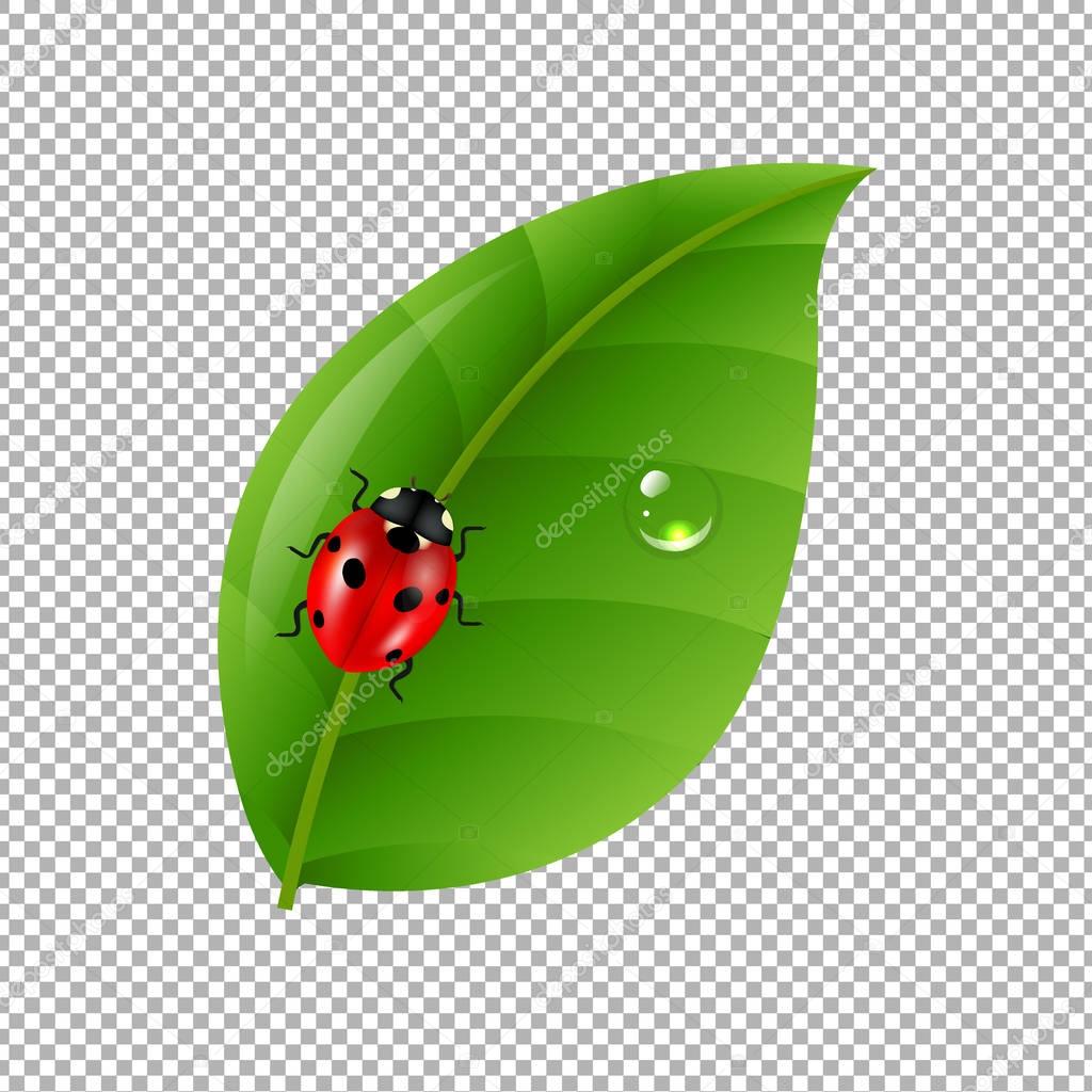 Ladybug on green leaf 