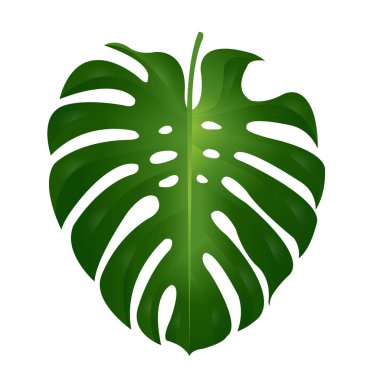 Monstera yaprak illüstrasyon